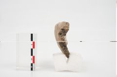 Foto von Turbanrandschale (NHMW-PRAE-026887)
